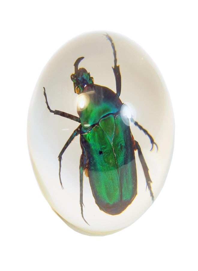 ريل بج خنفساء ريلباغ الخضراء، كرة أرضية - Image 1